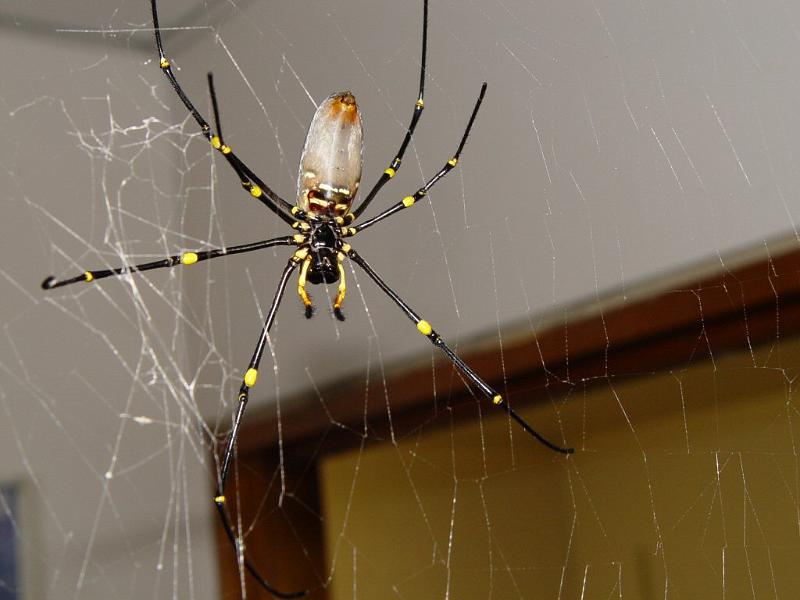 Nephila_pilipes_F2014_Z_90_-_Australie.jpg