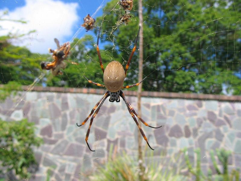 Nephila_plumipes_D3140_Z_90_Sydney_Australie.jpg