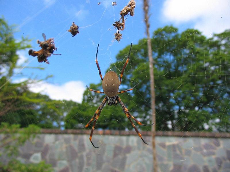 Nephila_plumipes_D3141_Z_90_Sydney_Australie.jpg