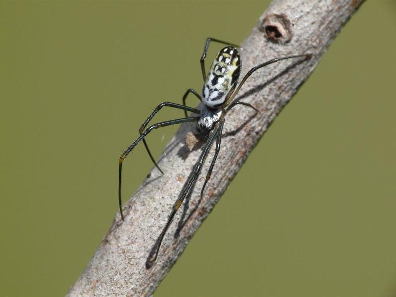 Nephila_plumipes_D6585_O_88_Brisbane_Australie.jpg