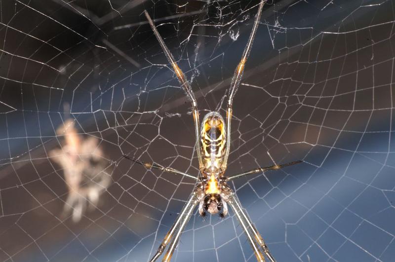 Nephila_plumipes_D8024_Z_89_Brisbane_Australie.jpg