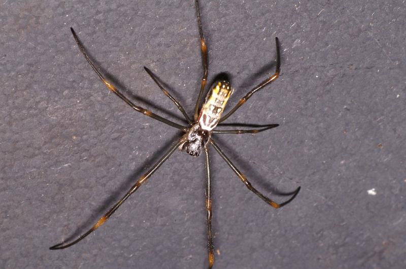Nephila_plumipes_D8025_Z_90_Brisbane_Australie.jpg