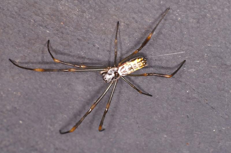 Nephila_plumipes_D8026_Z_90_Brisbane_Australie.jpg
