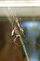 Nephila_ZZ173_F0009_Z_90_-_Madagaskar