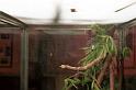 Nephila_ZZ173_F0011_Z_75_-_Madagaskar