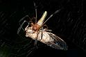 Nephila_ZZ284_D2735_Z_83_-_Australie