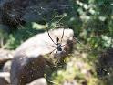 Nephila_ZZ300_D3162_Z_84_-_-