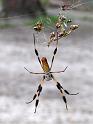 Nephila_clavipes_D2505_Z_90_-_USA