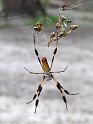 Nephila_clavipes_D2507_Z_89_-_USA