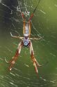 Nephila_edulis_D2711_Z_82_-_Australie