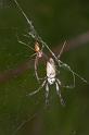 Nephila_edulis_D2712_Z_88_-_Australie