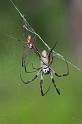 Nephila_edulis_D2713_Z_89_-_Australie