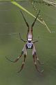 Nephila_edulis_D2714_Z_80_-_Australie