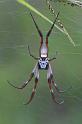 Nephila_edulis_D2715_Z_80_-_Australie