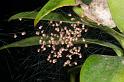 Nephila_edulis_D2716_Z_80_-_Australie
