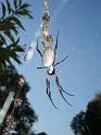 Nephila_edulis_D2896_Z_88_-_Australie