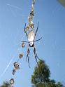 Nephila_edulis_D2897_Z_88_-_Australie