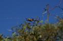 Nephila_edulis_D3388_Z_80_Leinster_Australie