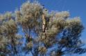 Nephila_edulis_D3390_Z_82_Leinster_Australie