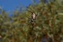 Nephila_edulis_D3391_Z_75_Leinster_Australie