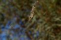Nephila_edulis_D3393_Z_81_Leinster_Australie