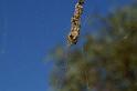 Nephila_edulis_D3394_Z_81_Leinster_Australie