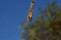 Nephila_edulis_D3395_Z_82_Leinster_Australie