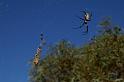 Nephila_edulis_D3396_Z_88_Leinster_Australie