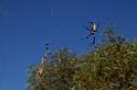 Nephila_edulis_D3397_Z_89_Leinster_Australie
