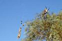 Nephila_edulis_D3398_Z_89_Leinster_Australie