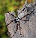 Nephila_edulis_D6344_Z_89_Brisbane_Australie