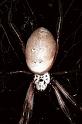 Nephila_edulis_F0508_O_75_Brisbane_Australie