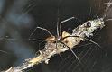 Nephila_edulis_F0509_Z_75_Brisbane_Australie
