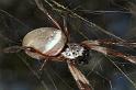 Nephila_edulis_F0598_Z_78_Emerald-Clermont_Australie