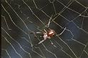 Nephila_edulis_F0599_Z_78_Emerald-Clermont_Australie