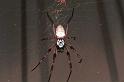 Nephila_edulis_RF0120_O_82_Brisbane_Australie