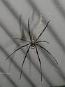 Nephila_pilipes_D2504_Z_78_-_Australie