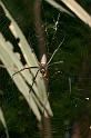 Nephila_pilipes_D2718_Z_85_-_Australie
