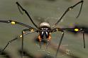 Nephila_pilipes_D2719_Z_85_-_Australie