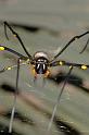 Nephila_pilipes_D2720_Z_84_-_Australie