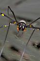 Nephila_pilipes_D2721_Z_85_-_Australie