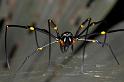 Nephila_pilipes_D2722_Z_77_-_Australie
