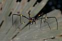 Nephila_pilipes_D2723_Z_81_-_Australie