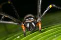 Nephila_pilipes_D2725_Z_85_-_Australie