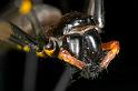Nephila_pilipes_D2726_Z_88_-_Australie