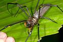 Nephila_pilipes_D2727_Z_85_-_Australie
