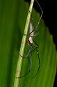 Nephila_pilipes_D2728_Z_82_-_Australie