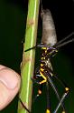 Nephila_pilipes_D2729_Z_83_-_Australie