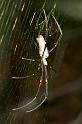 Nephila_pilipes_D2730_Z_83_-_Australie