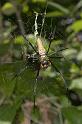 Nephila_pilipes_D2731_Z_87_-_Australie